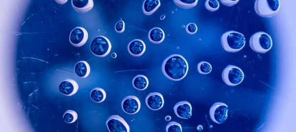 Vesipisarat lasilevyllä