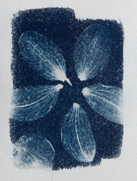 syanotypiavedos-1