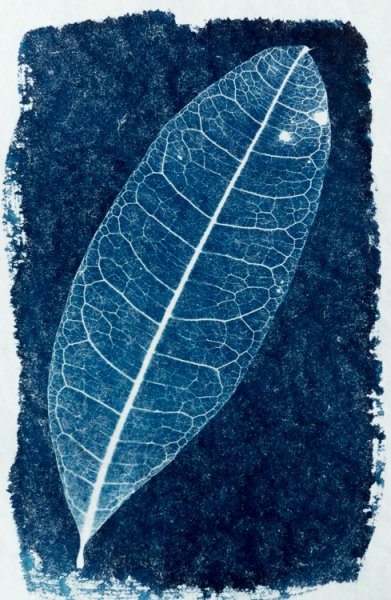 syanotypiavedos-2