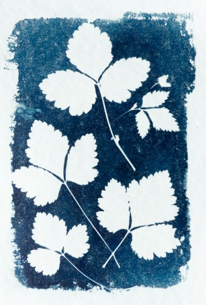 syanotypiavedos-3