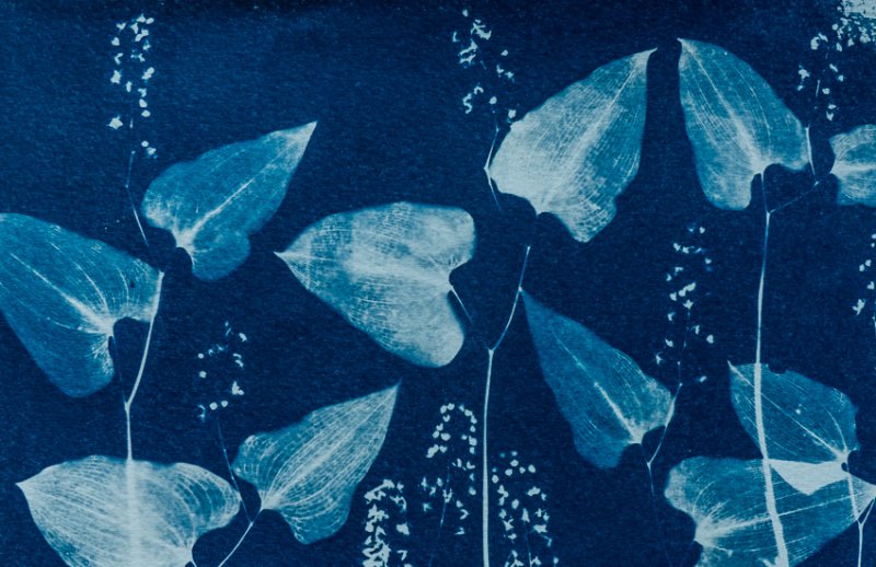 syanotypiavedos-5