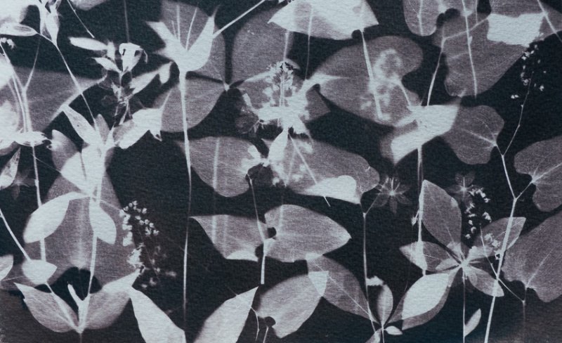 syanotypiavedos-6