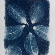 syanotypiavedos-1