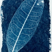 syanotypiavedos-2