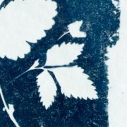 syanotypiavedos-3