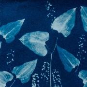 syanotypiavedos-5