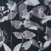 syanotypiavedos-6